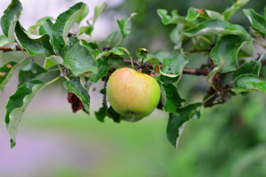 Сорт яблок феникс фото и описание
