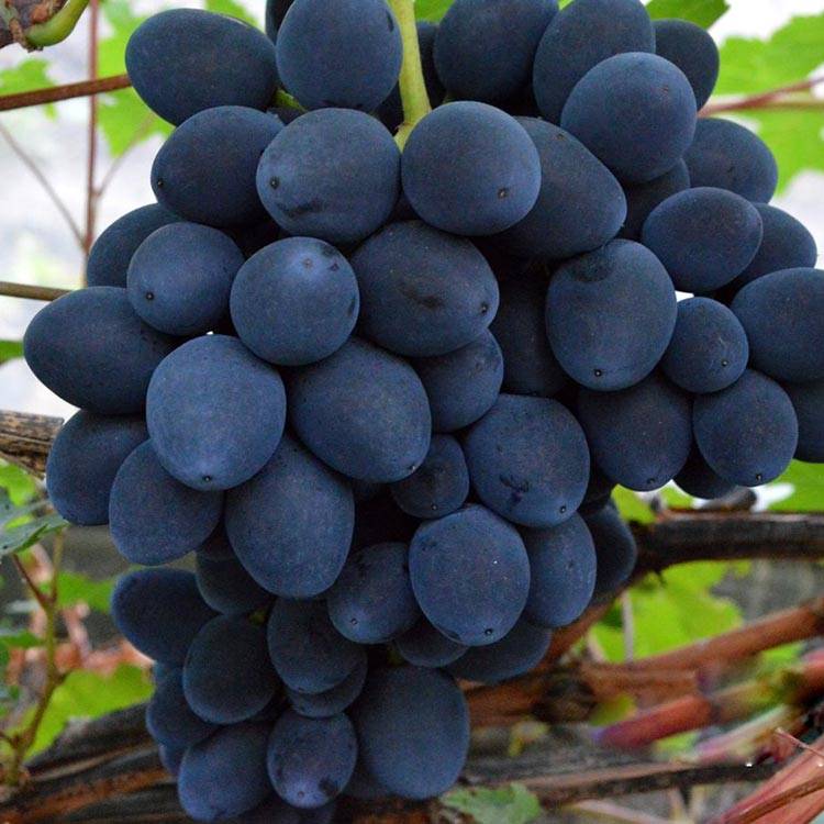Сорт винограда сфинкс: характеристика и описание с фото