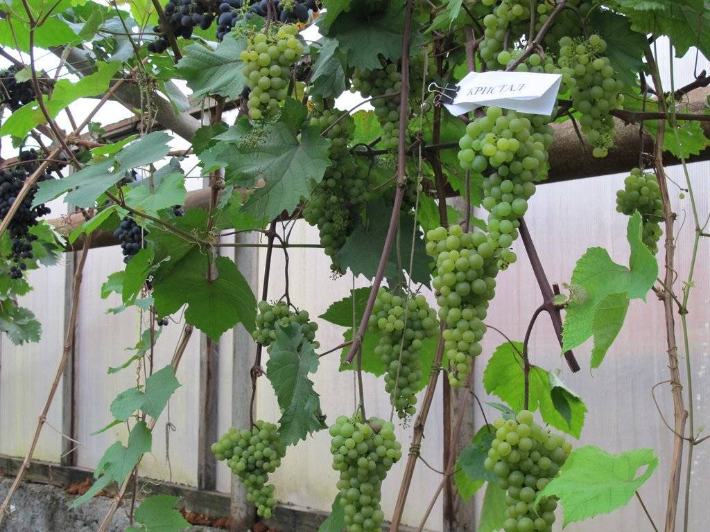 Посадка и выращивание винограда на урале для новичков