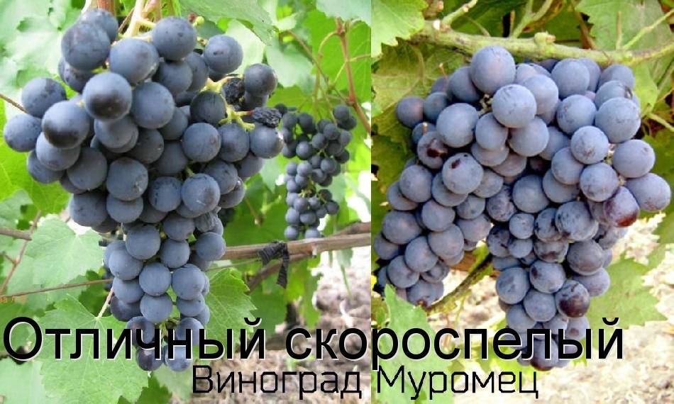 Описание сорта и особенности выращивания винограда «муромец»
