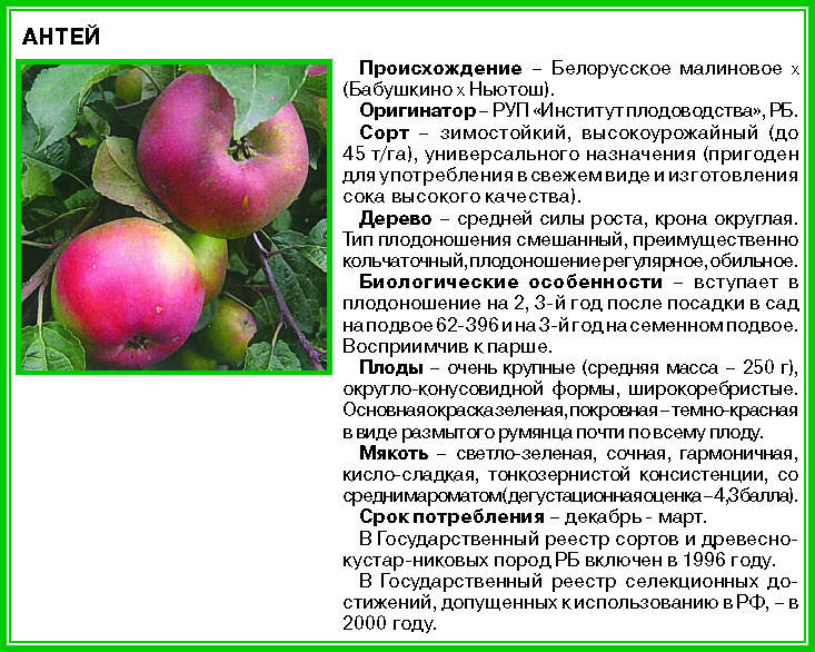 Описание сорта яблони юбиляр: фото яблок, важные характеристики, урожайность с дерева