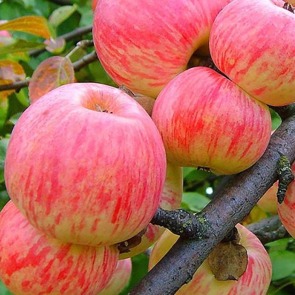 Описание сорта яблони коричное полосатое — особенности, правила посадки и ухода, сбор урожая + фото