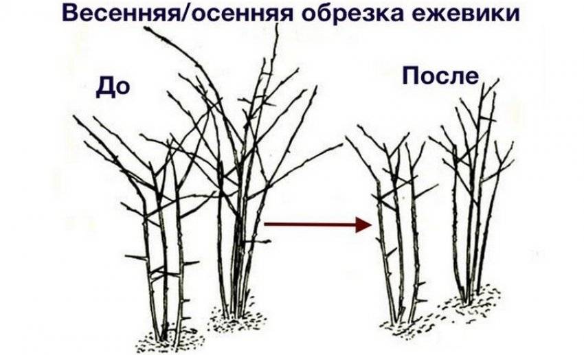 Обрезка Малины Осенью Картинки