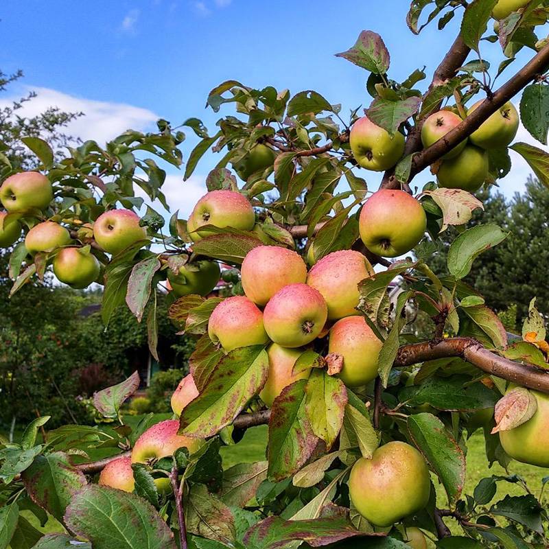 Описание сорта яблони подарок осени: фото яблок, важные характеристики, урожайность с дерева