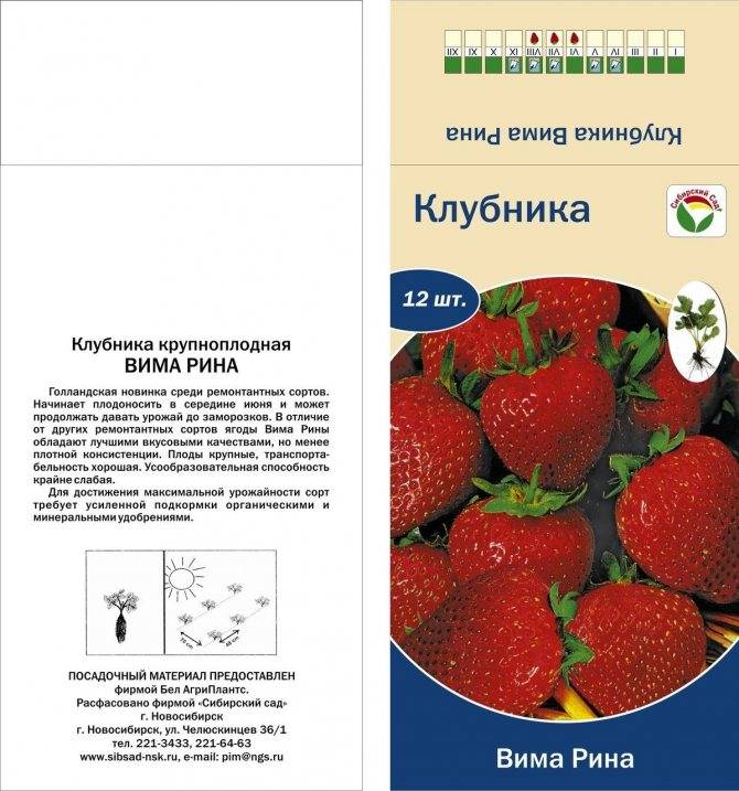 Клубника вима ксима: описание сорта и выращивание