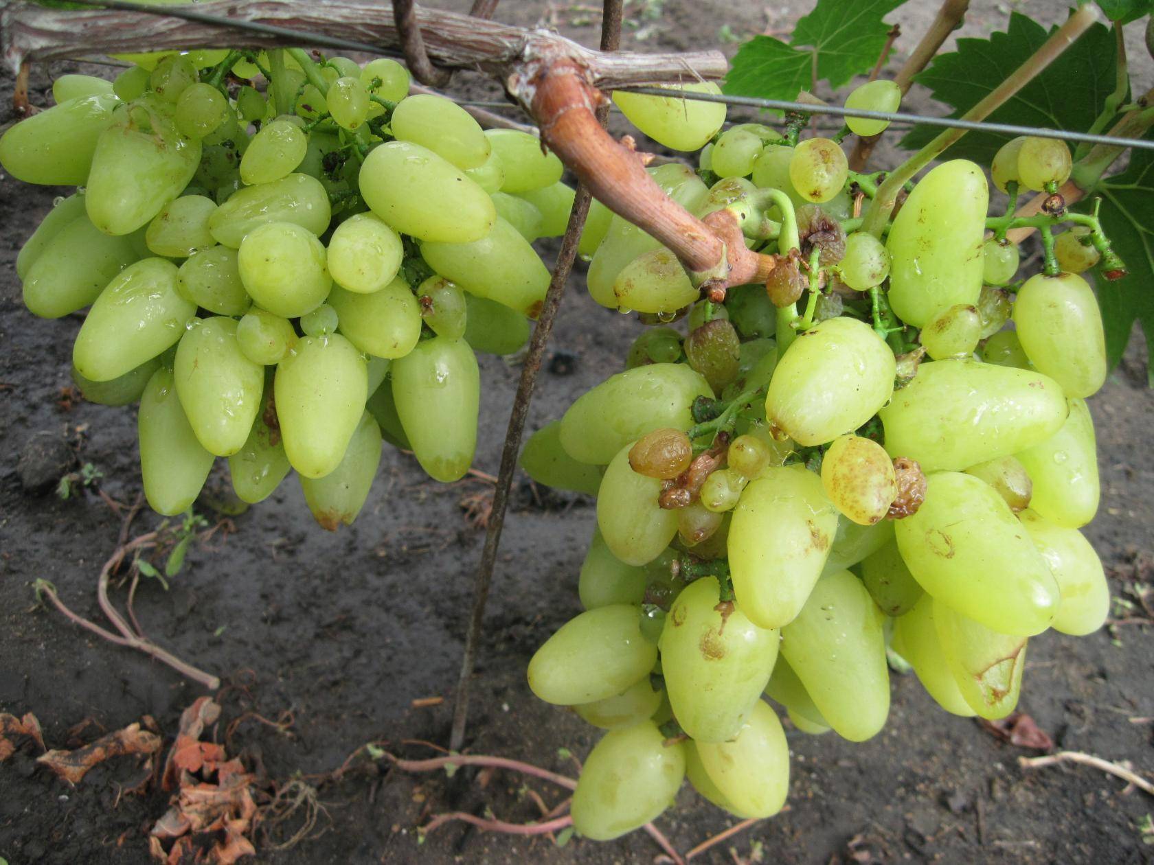 Описание винограда сорта Бажена, правила посадки и ухода
