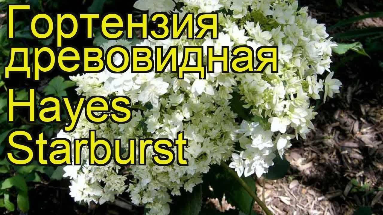 Гортензия древовидная хайес старберст (hayes starburst): фото, описание, посадка и уход