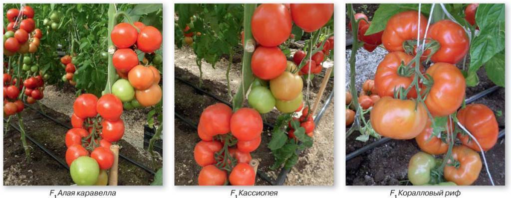 Семена томат f1 коралловый риф: описание сорта, фото. купить с доставкой или почтой россии.