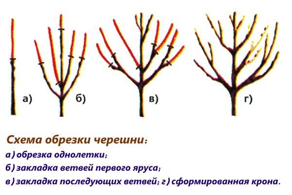 Как обрезать вишнёвое дерево: принципы обрезки древовидной и кустовой вишни