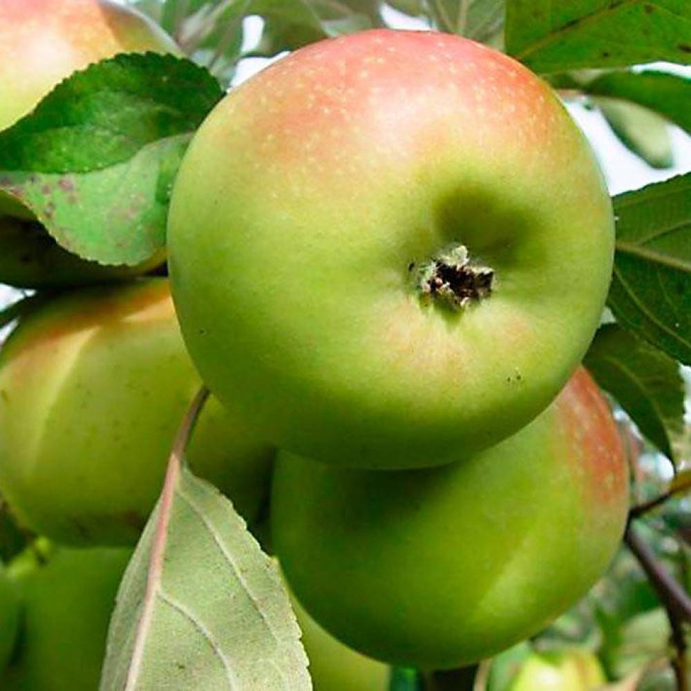 Яблоня зеленка сочная описание