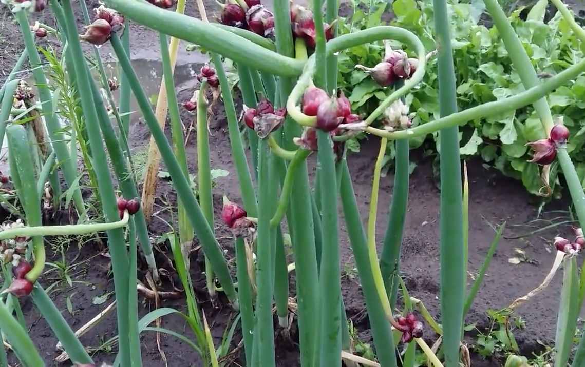 Как правильно выращивать многоярусный лук?