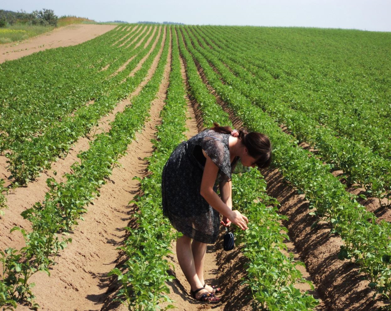 Голландская технология выращивания картофеля: метод посадки, оборудование