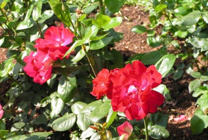 Роза грандифлора: вся информация о видах и цветке