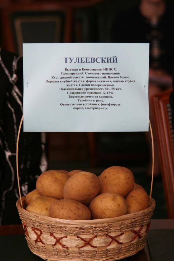 Картофель тулеевский: описание и характеристики сорта, выращивание и уход, отзывы с фото