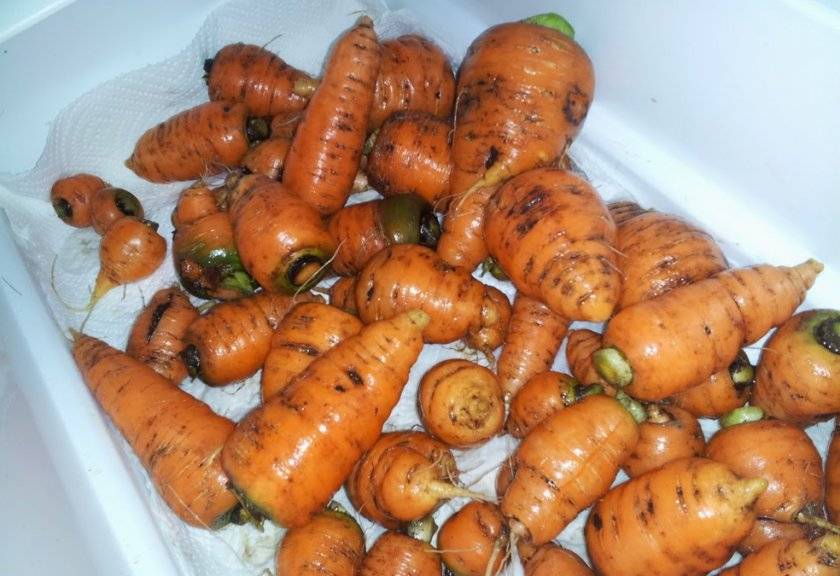 Фото маленькой морковки