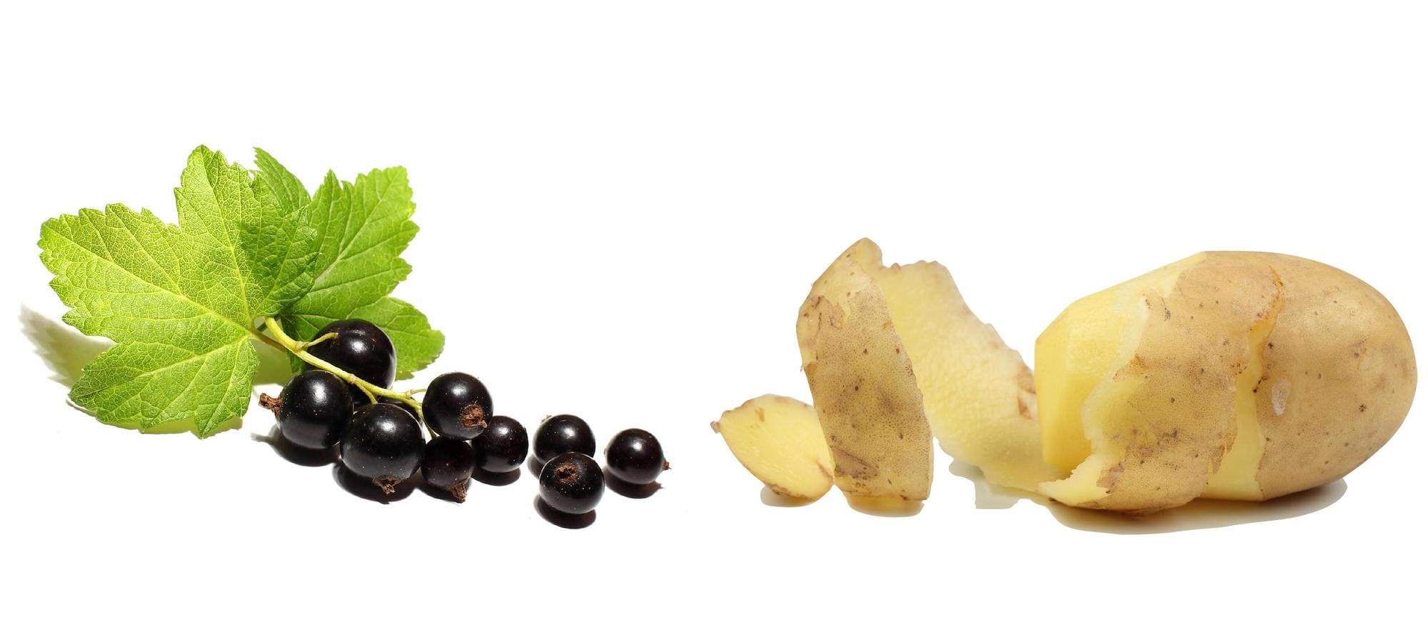 Картофельные очистки для смородины как удобрение: подкормка и советы