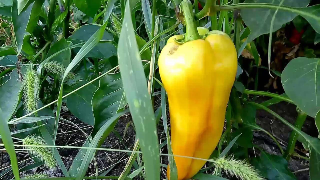Яркий и вкусный сладкий перец «золотое чудо»: правила ухода для получения богатого урожая