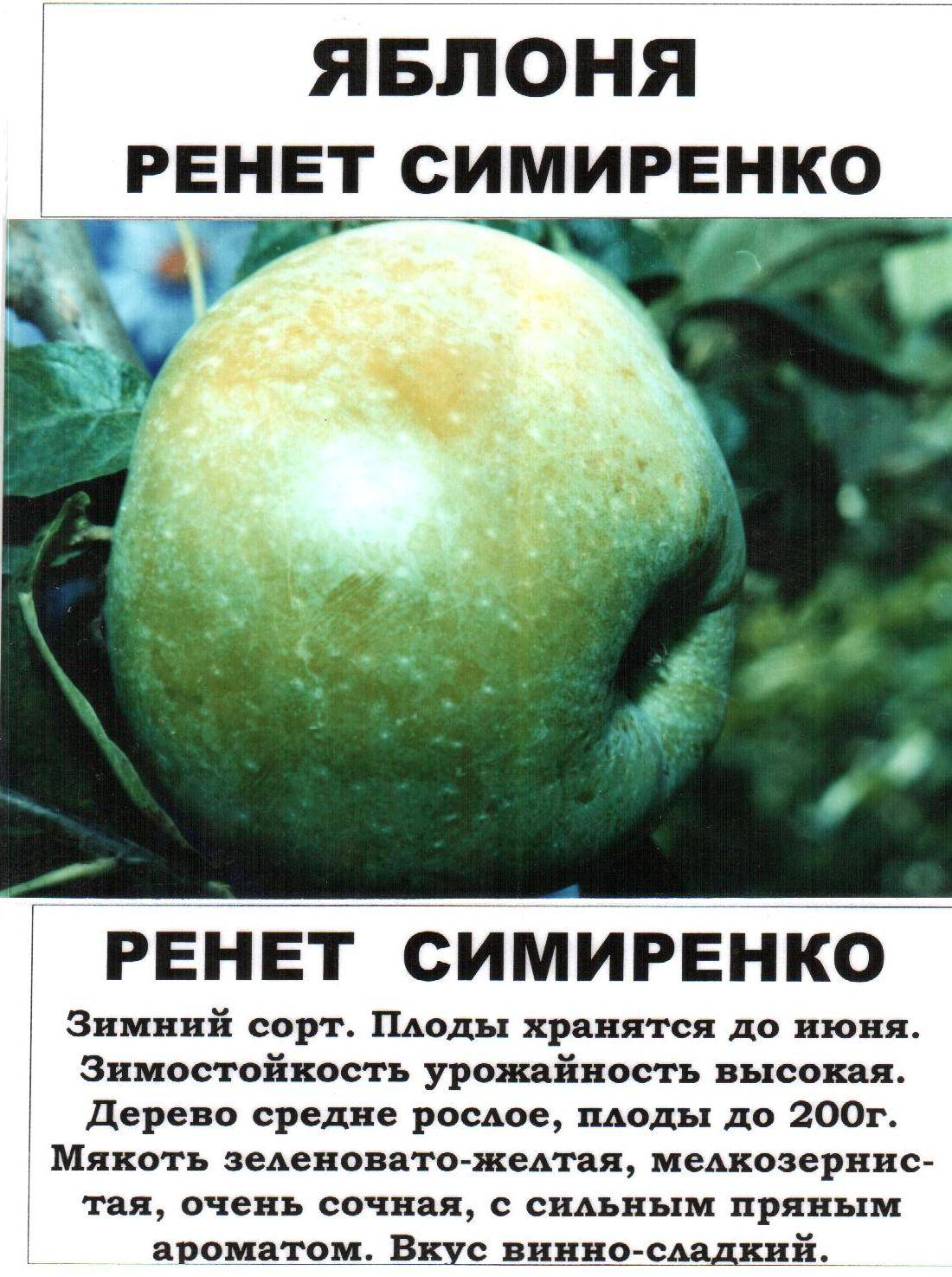 Ренет Симиренко сорт яблоня