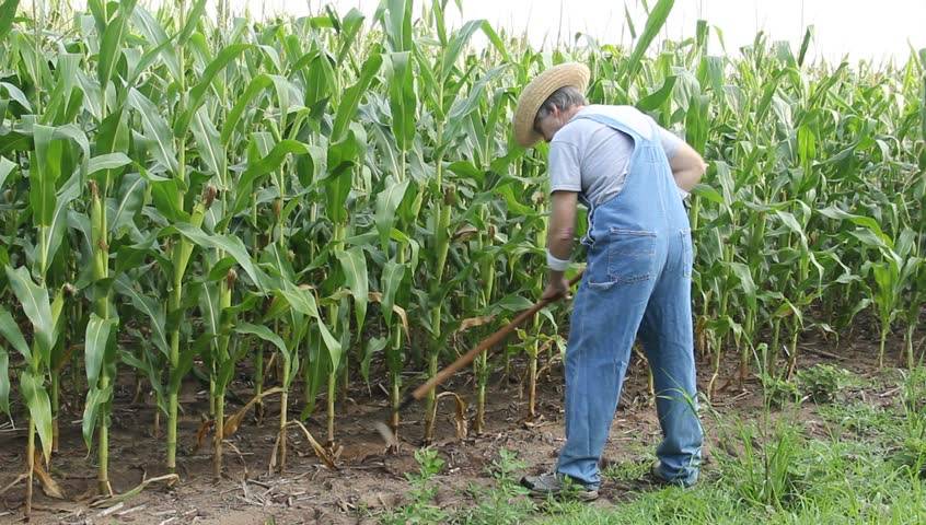 Технология выращивания кукурузы в открытом грунте на даче: посадка и уход — как выращивать кукурузу на даче — про огород