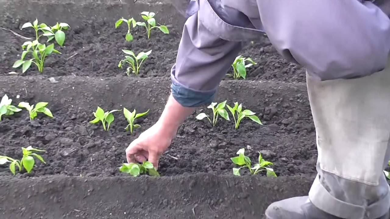 Выращивание перца: в открытом грунте в августе, ленивая технология ухода в домашних условиях, как правильно бороться с вредителями и болезнями плода в огороде