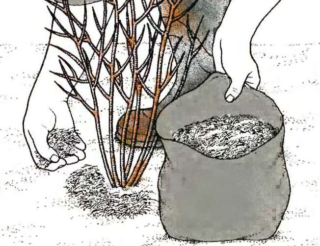 Почва для голубики садовой: какой грунт нужен, как сделать своими руками, кислотность