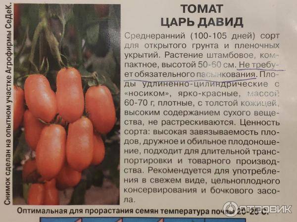 Выращивание помидоров по методу маслова: в чем его секрет
