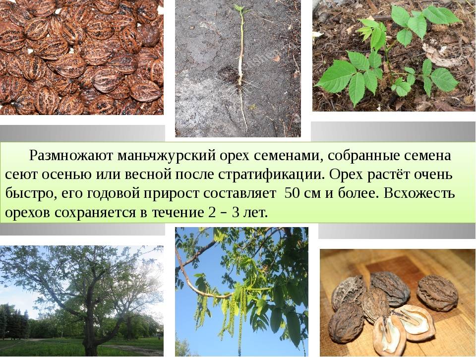 Как из ореха вырастить грецкий орех в домашних условиях в средней полосе россии