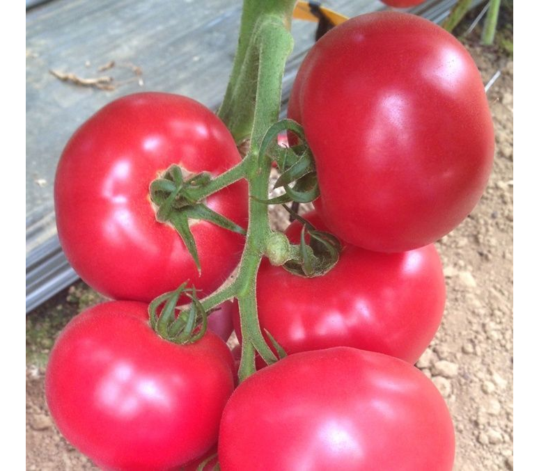 Синие помидоры, или анто-томаты — экзотические и очень полезные. общие характеристики, сорта, фото — ботаничка