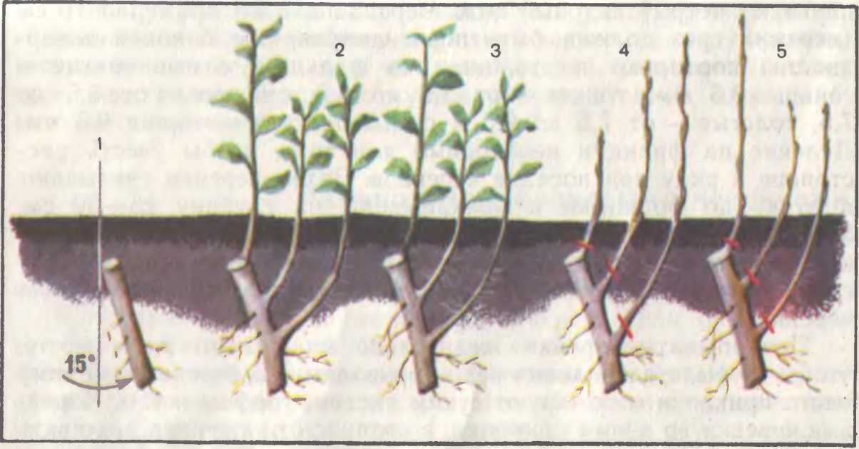 Как размножить сливу: 4 проверенных способа | садоводство24