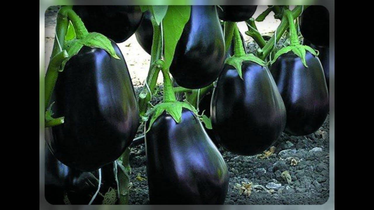 Баклажан «клоринда» – характеристика и особенности сорта, как выращивать