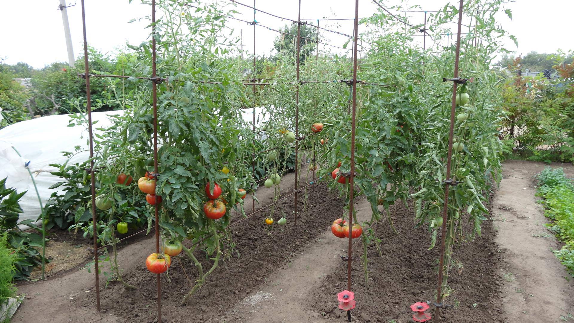 Описание лучших сортов высокорослых помидоров, когда сажать на рассаду и как выращивать