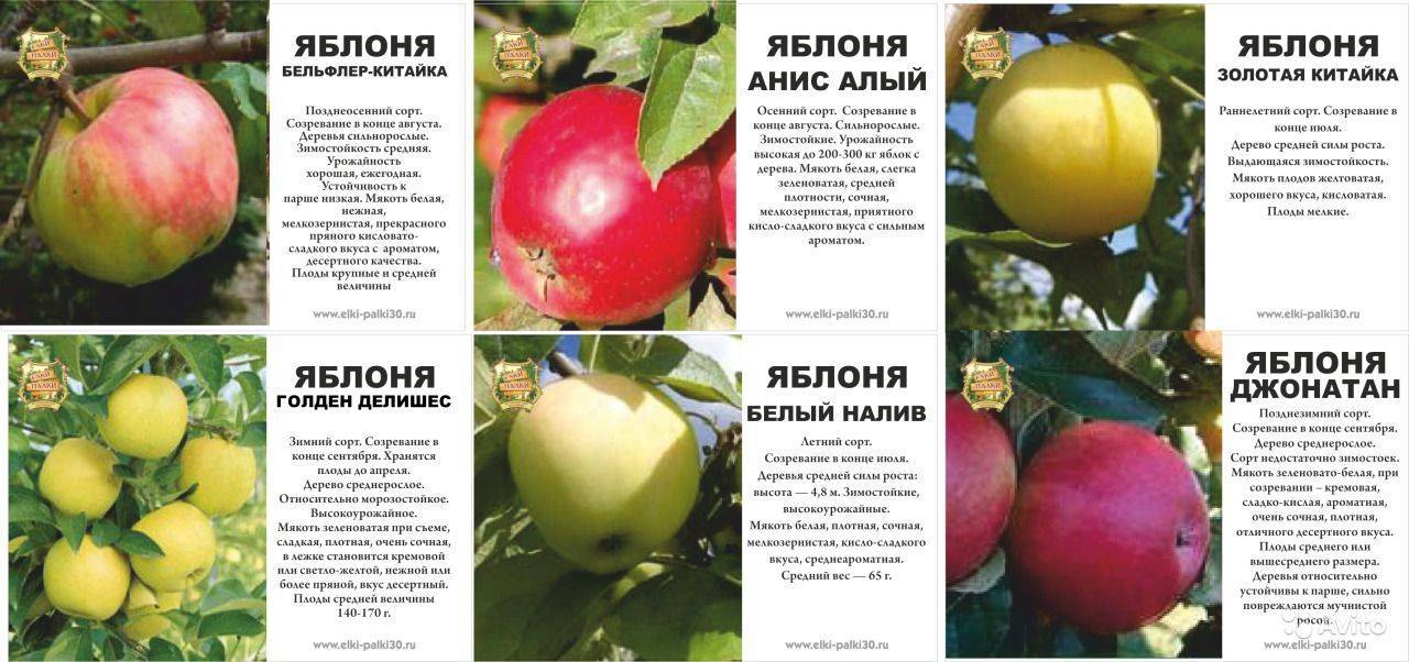 Яблоня ауксис - отзывы о сорте, описание, фото