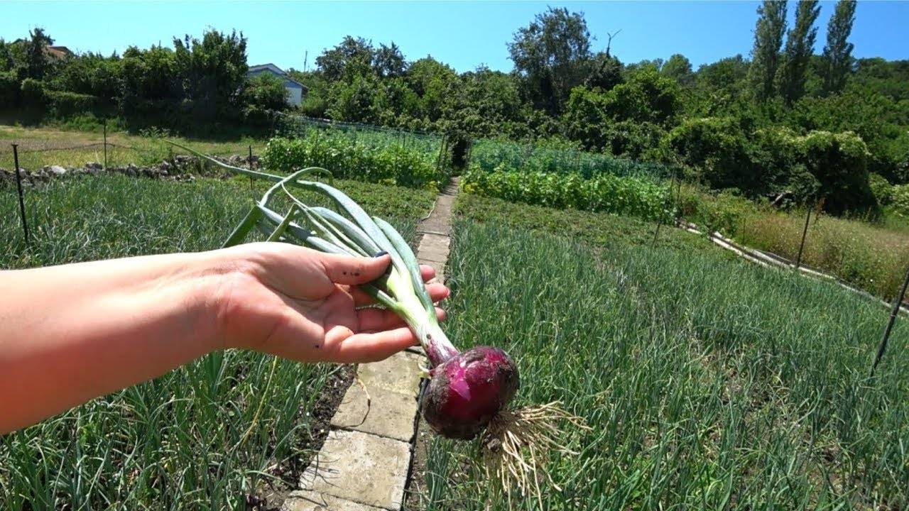 ᐉ как вырастить ялтинский лук из семян в подмосковье - godacha.ru