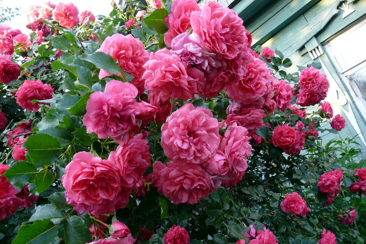 Роза розариум ютерсен – описание сорта, посадка и уход, выращивание