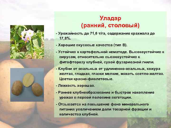 Сорт картофеля «хозяюшка» для выращивания в северных регионах