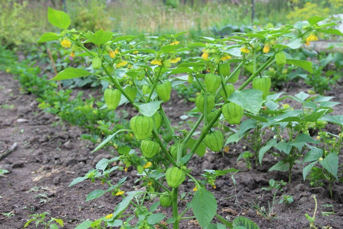 Уход за физалисом овощным (съедобным): посадка в открытом грунте, выращивание