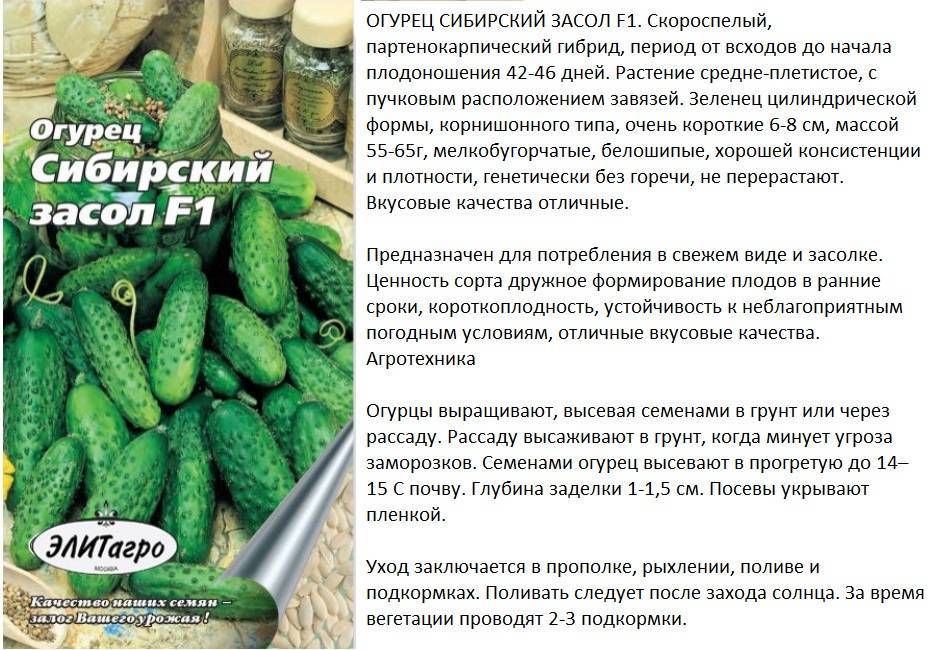 Лучшие сорта огурцов для засолки по россии и ее регионам