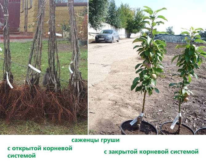 Посадила грушу а она не растет - дневник садовода semena-zdes.ru