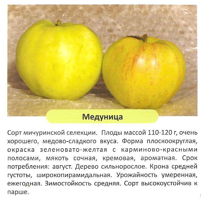 Яблоня медуница: описание, фото, отзывы, посадка