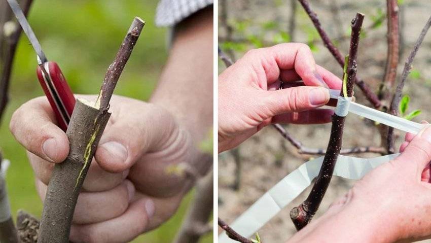 Прививка вишни на вишню – пошаговое руководство для начинающего садовода