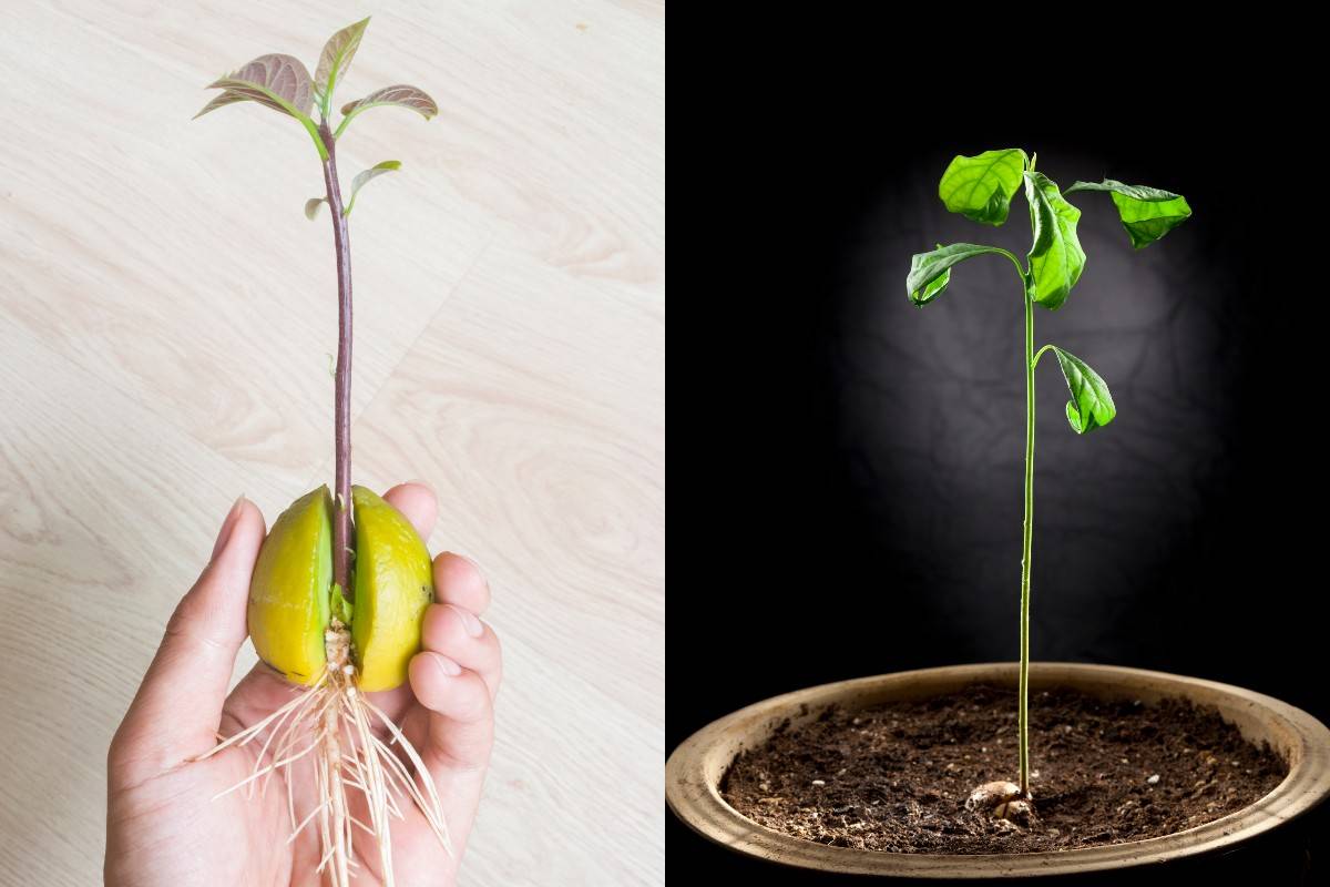Как вырастить яблоню из семечка в домашних условиях?