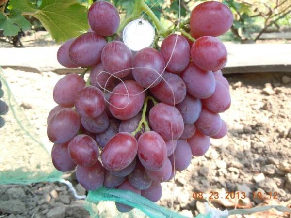 Виноград подарок ирине: описание сорта, фото, отзывы
