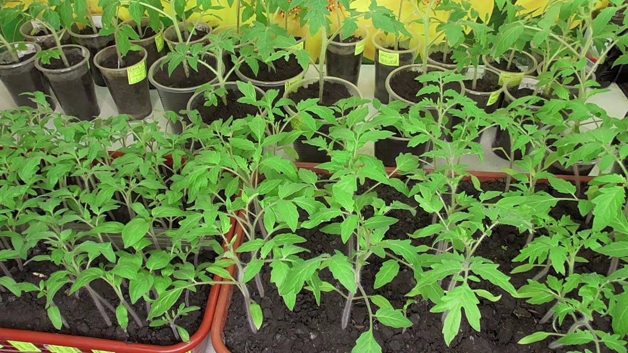 Можно ли выращивать рассаду помидор без пикировки, как посадить