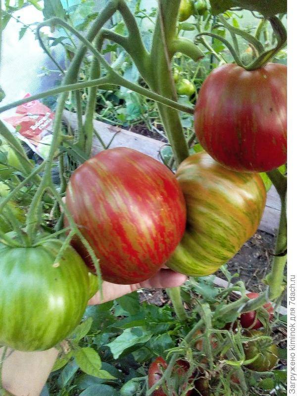 ✅ томат беркли тай дай хаат описание сорта - питомник46.рф