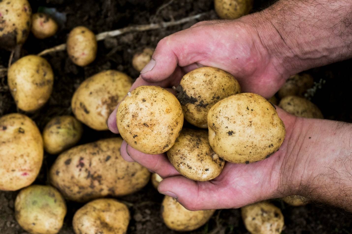 Описание сорта картофеля рогнеда, особенности выращивания и ухода