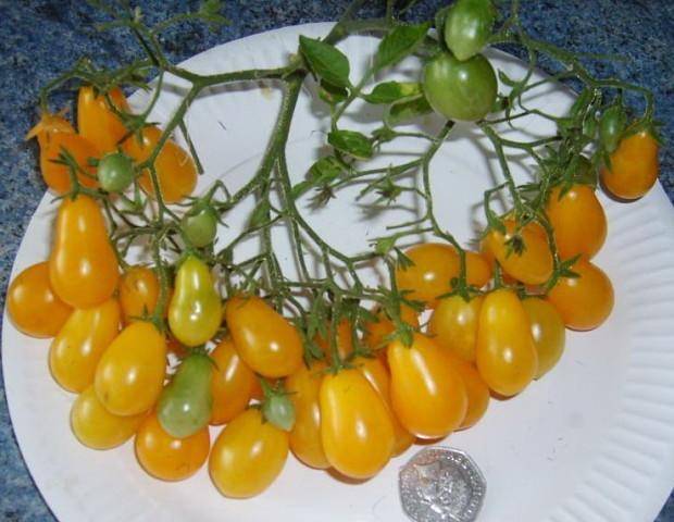 Томат «золотая капля»: особенности сорта помидоров, описание и урожайность, борьба с вредителями, способ употребления