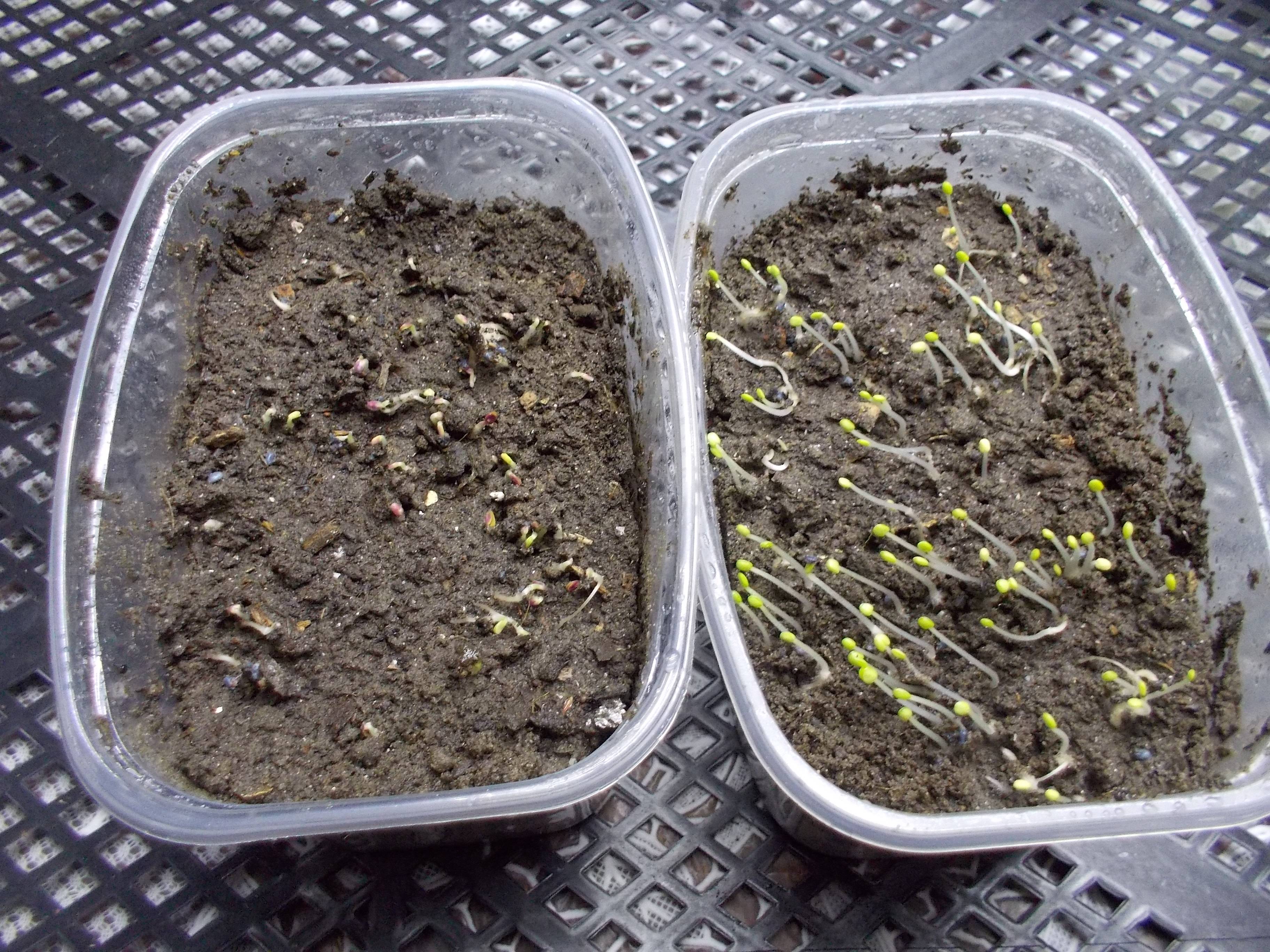 Как правильно посадить базилик на рассаду: выращивание в домашних условиях, посадка и уход, фото