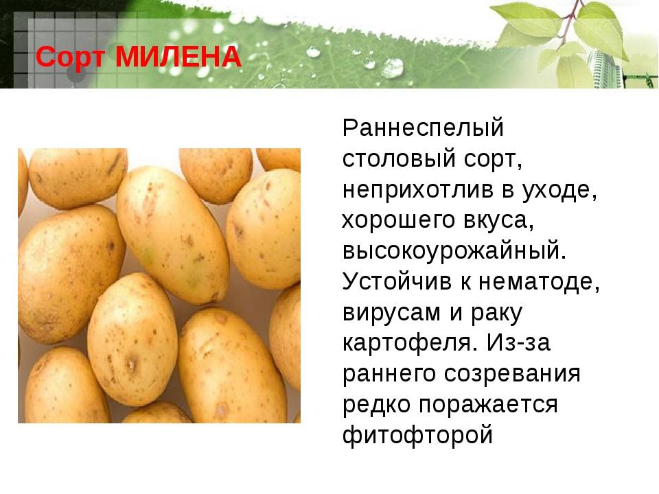 Картофель удача: описание сорта, характеристики и урожайность
