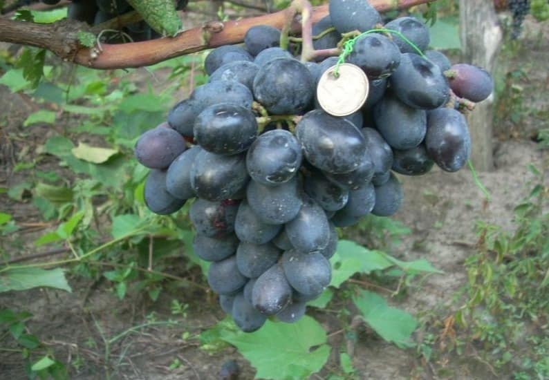 Виноград фуршетный: описание сорта, отзывы и фото
