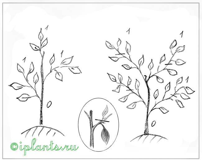 Мандариновое дерево - как правильно ухаживать в домашних условиях, грунт и удобрения